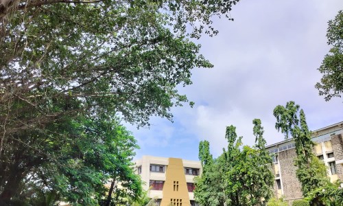 向日葵茎髓的功效与作用-【向日葵干盘有什么作用】向日葵干盘有什么作用 - 向日葵茎髓有什么作用网
